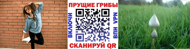 Галлюциногенные грибы Psilocybine cubensis  Александровское 